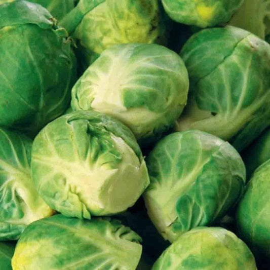 300+ Brussel Sprouts Long Island NON-GMO Heirloom Vegetable Seeds | www.seedsplantworld.com