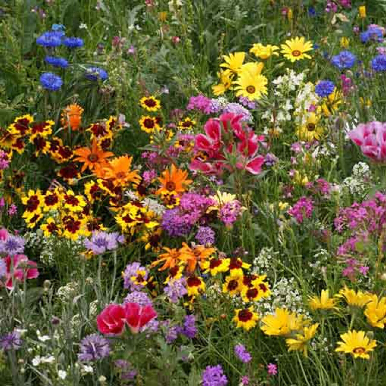 200+ Low Grow Wildflower Mix Colorful 18 Species Flower Seeds | www.seedsplantworld.com