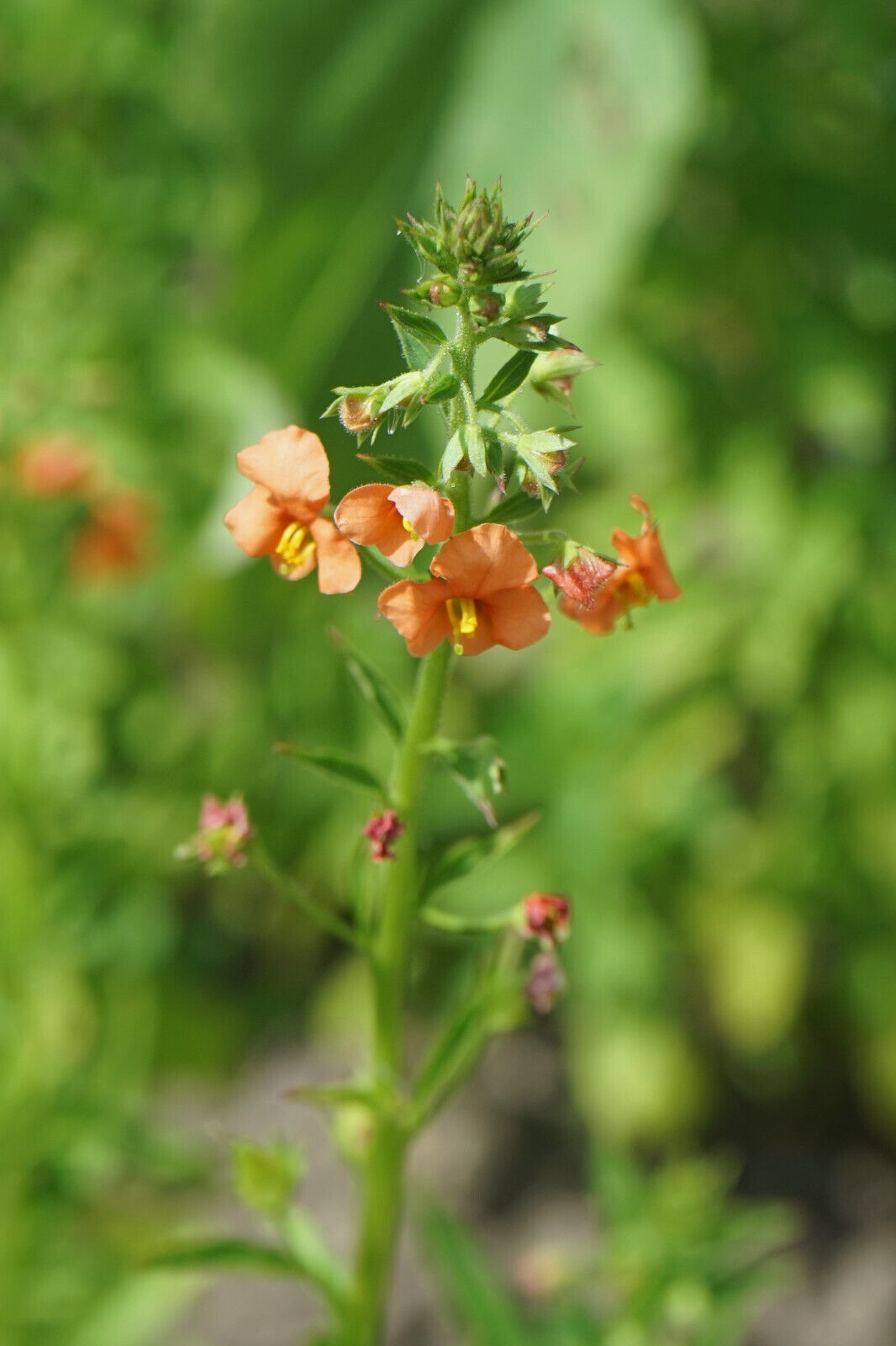 50 Shell Pink Mask Flower Alonsoa Meridionalis Flower Seeds | www.seedsplantworld.com