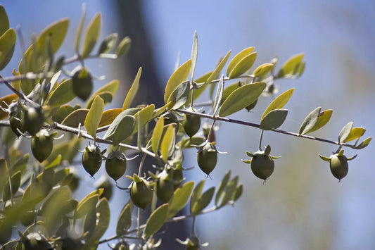 5 Jojoba Simmondsia Chinensis Fruit Nut Oil Evergreen Shrub Seeds | www.seedsplantworld.com