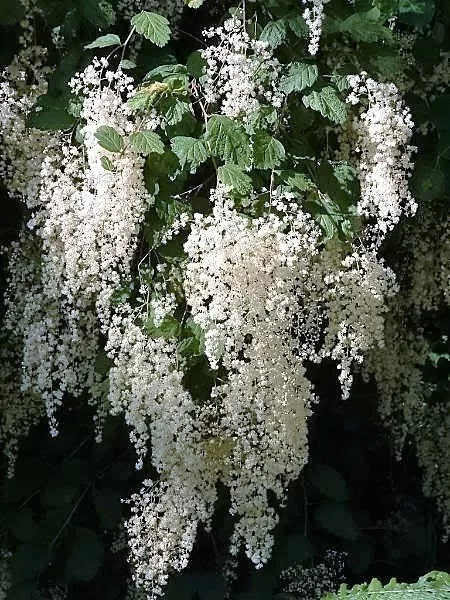 100 White Ocean Spray Shrub Creambush Mountain Spray Holodiscus Flower Seeds | www.seedsplantworld.com