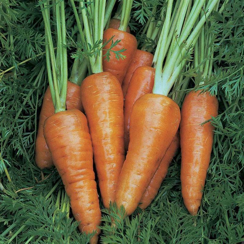 1000+ Chantenay Red Cored Carrot NON-GMO Vegetable Seeds | www.seedsplantworld.com