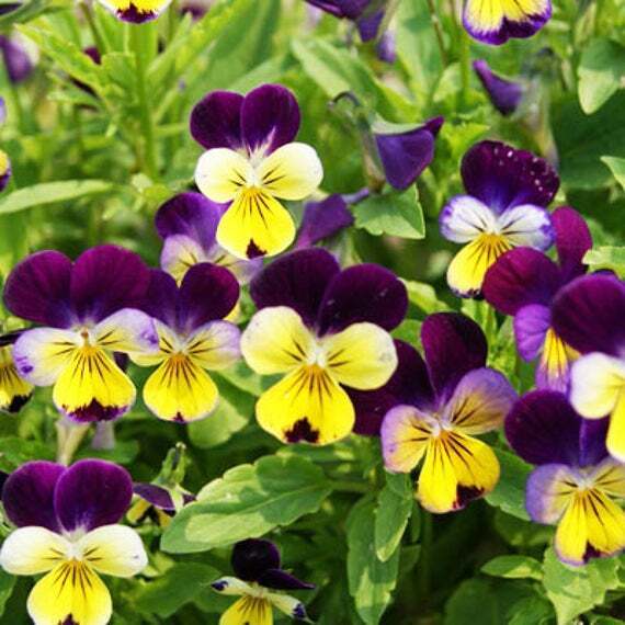 300+ Johnny Jump Up Viola Violet Cornuta Tricolor Flower Seeds | www.seedsplantworld.com