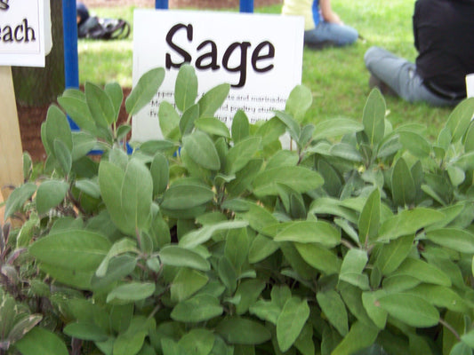 30 Sage Perennial Herb Garden Salvia Officinalis Herb Seeds | www.seedsplantworld.com