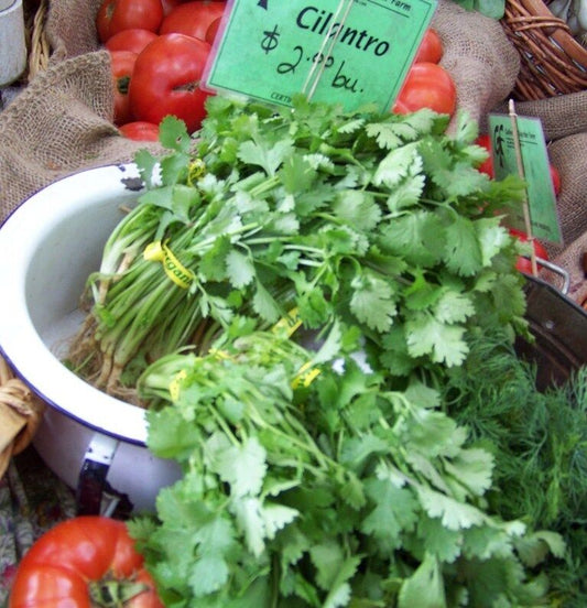 150 Cilantro Coriander Chinese Parsley Vegetable Seeds | www.seedsplantworld.com