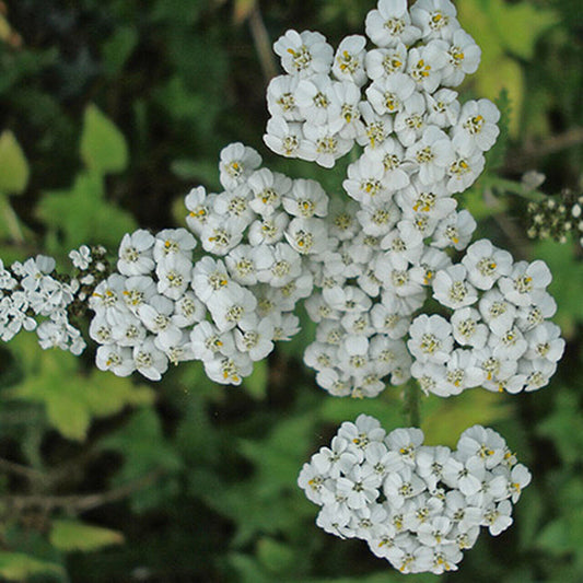 2000+ Yarrow White Achillea Herb Medicinal Perrenial Flower Seeds | www.seedsplantworld.com