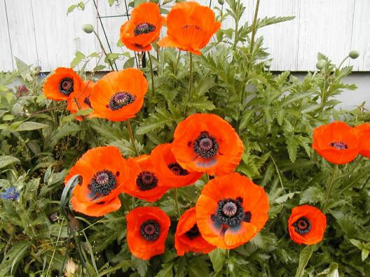 400 Poppy Oriental Scarlet Flower Seeds | www.seedsplantworld.com