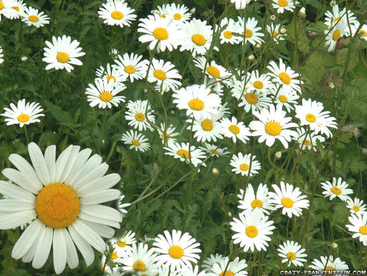 1200 Chamomile German Chamomile Herb White Flower Seeds | www.seedsplantworld.com