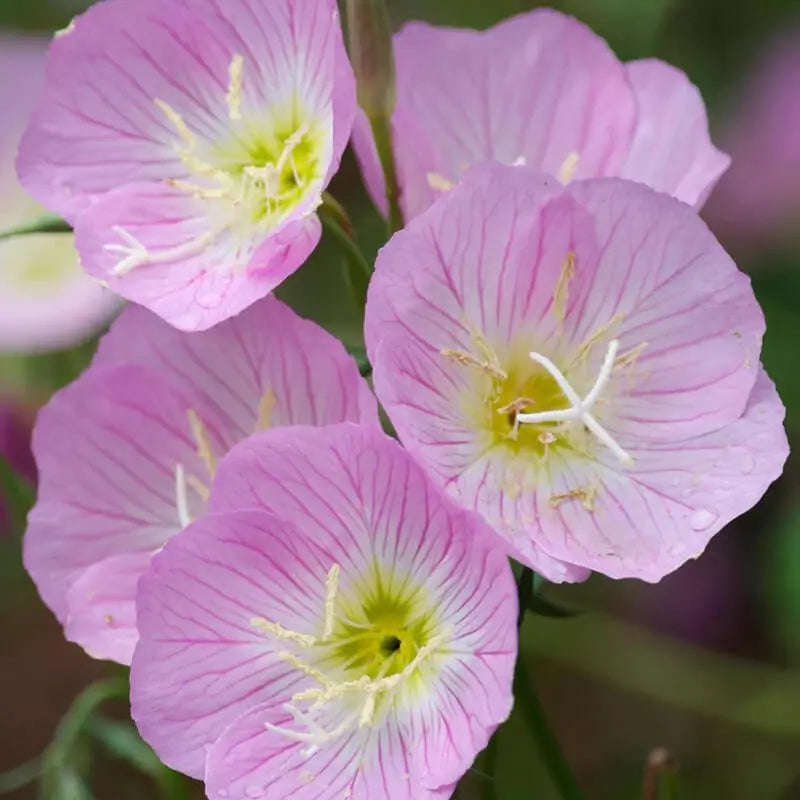 500 Showy Evening Primrose Seeds Non-GMO FLower Seeds | www.seedsplantworld.com