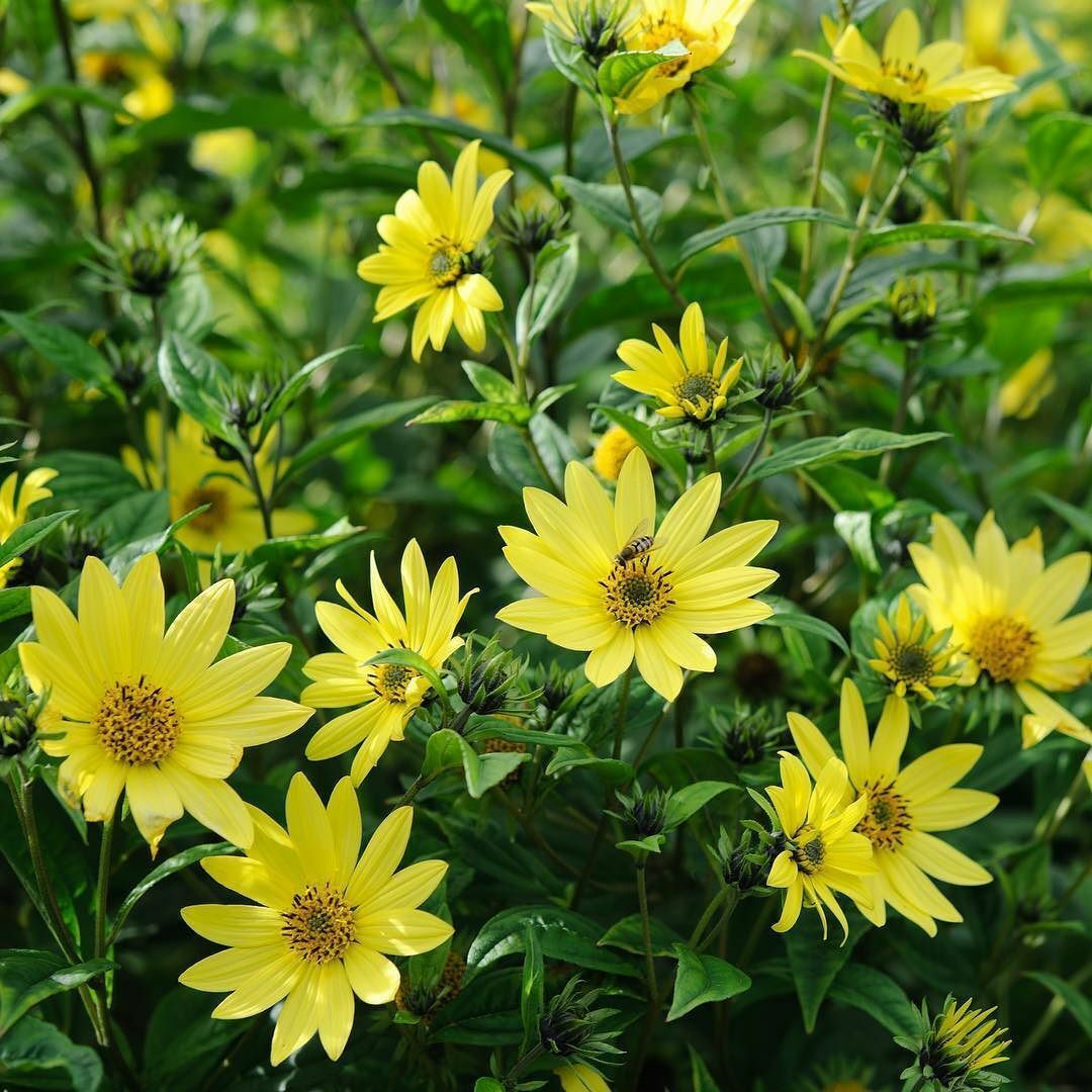 50+ Lemon Queen Sunflower Annual Cut Yellow Blooms Flower Seeds | www.seedsplantworld.com