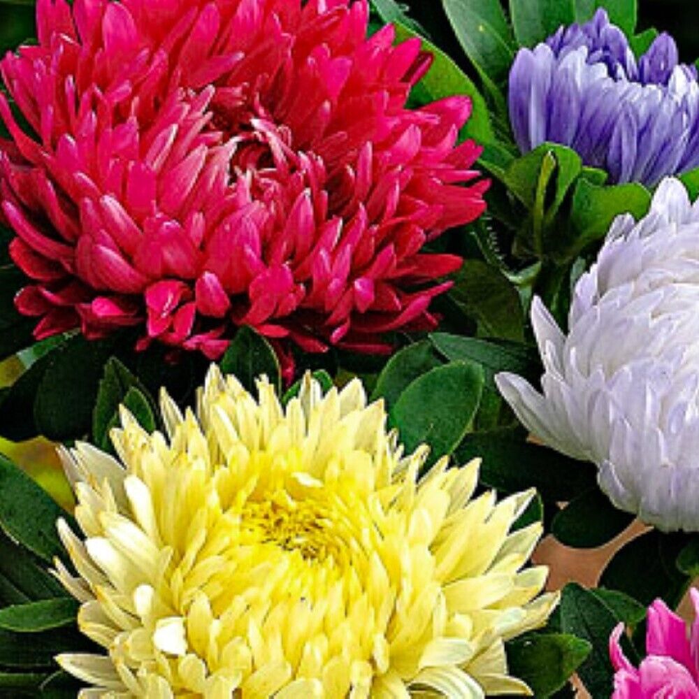 100 Powderpuff Mix Aster NON-GMO Heirloom Flower Seeds | www.seedsplantworld.com