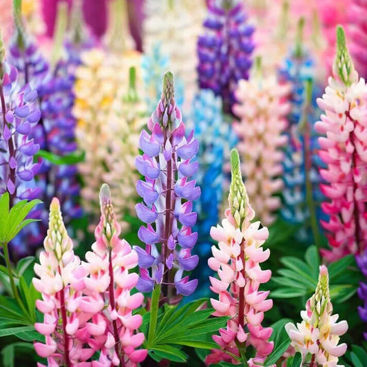 50 Pixie Delight Lupine Seeds Non-GMO Flower Seeds | www.seedsplantworld.com