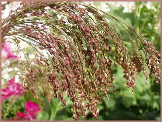 30 Violet Panic Grass Panicum Miliaceum Violaceum Ornamental Purple Millet Seeds | www.seedsplantworld.com