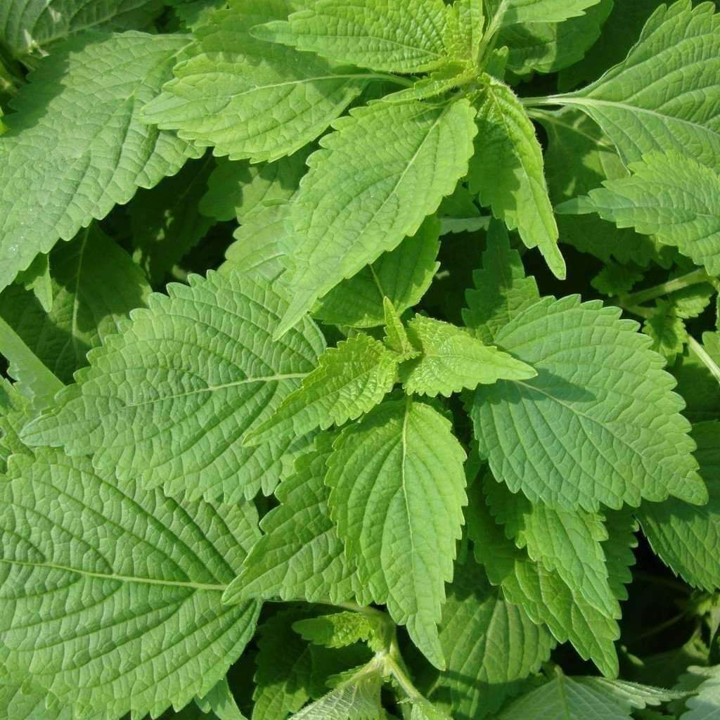 50+ Green Shiso Perilla Asian Mint Cuisine Annual Herb Seeds | www.seedsplantworld.com