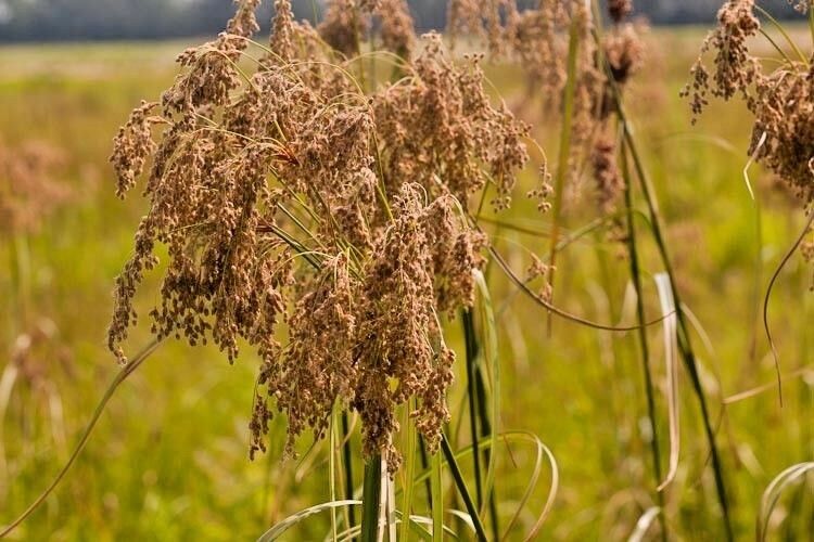 1000 Wool Grass Native Wetlands Grass Seeds