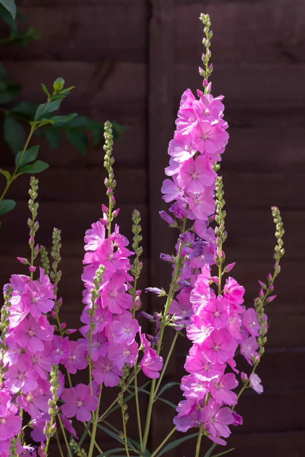 Pretty Pink Sidalcea, 150 Seeds | www.seedsplantworld.com