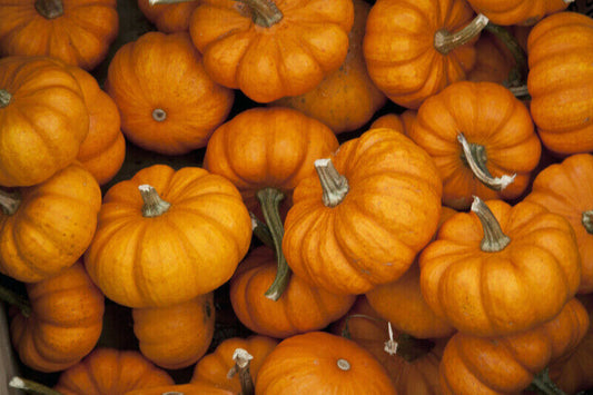 15+ Jack Be Little Pumpkin Miniature Mini Tiny NON-GMO Vegetable Seeds | www.seedsplantworld.com