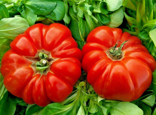 75 Rare Giant Oxheart Tomato Huge Tasty American Heirloom Non-Gmo Vegetable Seeds | www.seedsplantworld.com