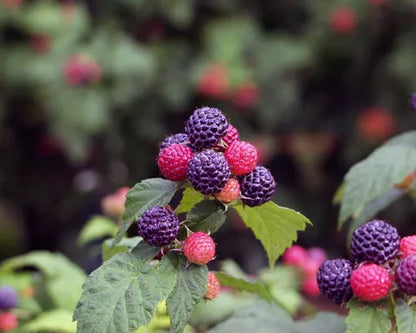 1 Jewel Live Black Raspberry Plant Self Fertile All Natural Grown Fruit Plant