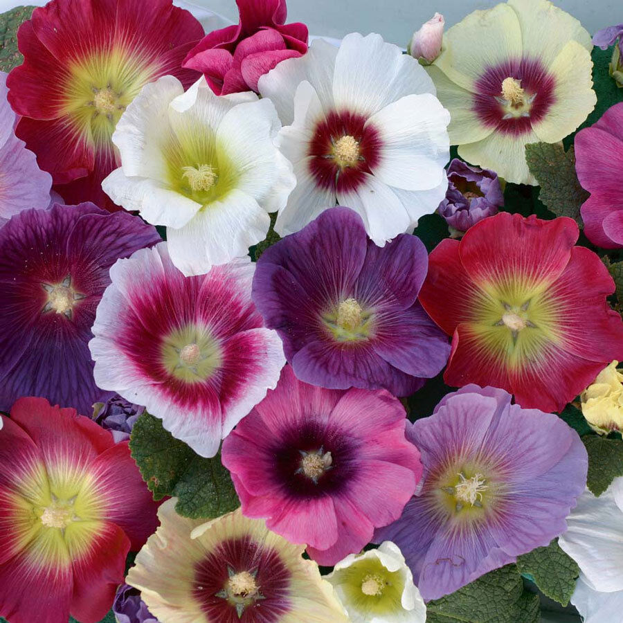 40 Hollyhock Indian Spring Old Fashioned Cottage Flower Seeds | www.seedsplantworld.com