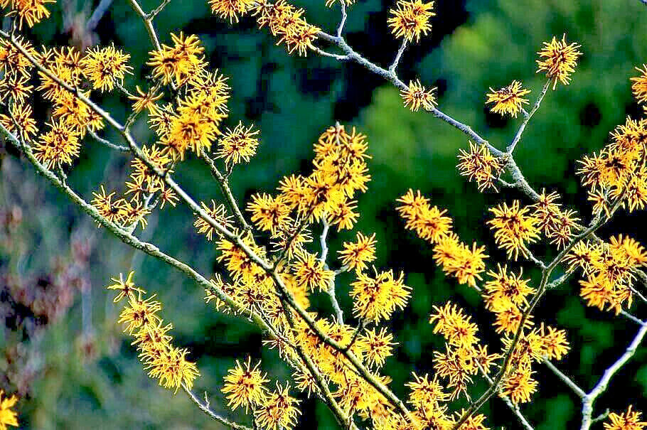 25 American Witch Hazel Hamamelis Virginiana Alder Shrub Tree Yellow Flower Seeds | www.seedsplantworld.com