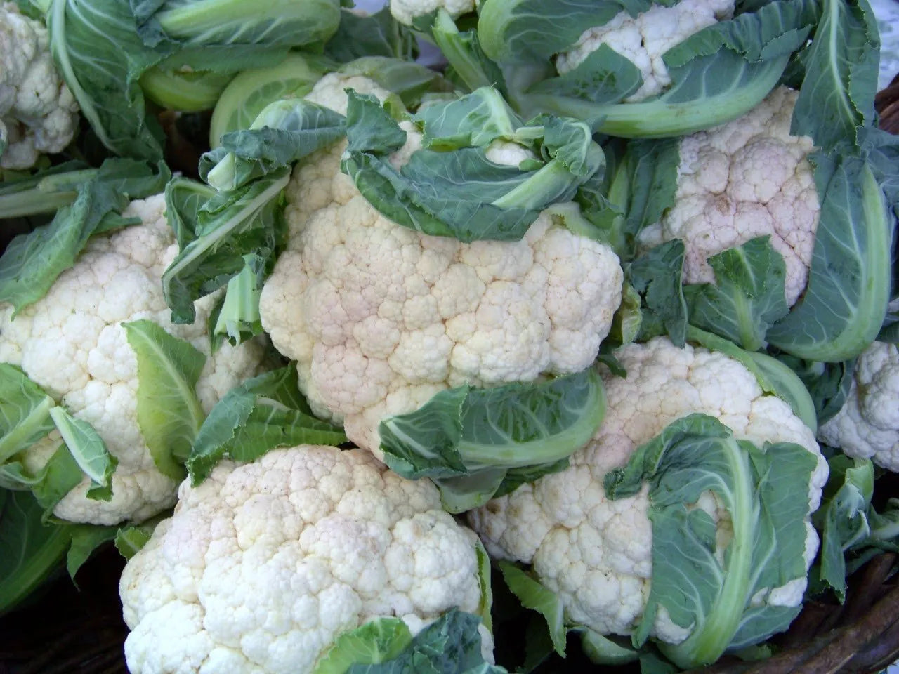 112 Cauliflower Early Snowball Vegetable Seeds | www.seedsplantworld.com