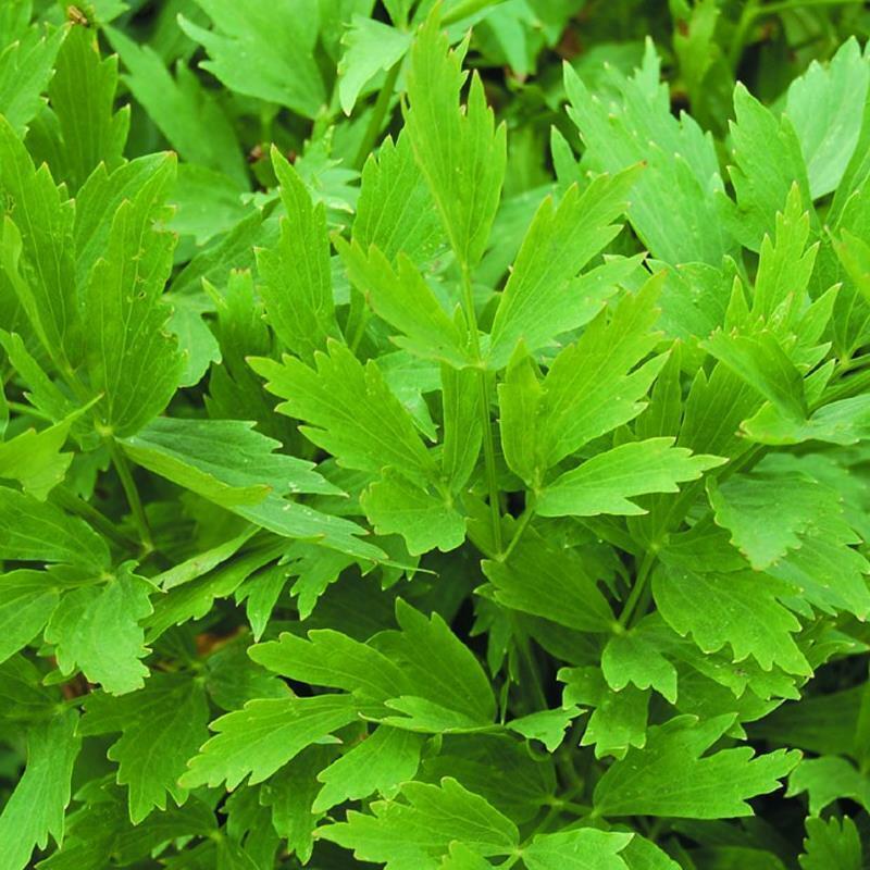 250+ Lovage Common Heirloom Perennial NON-GMO Herb Seeds | www.seedsplantworld.com