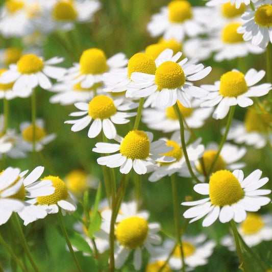 2500+ German Chamomile Medicinal Fragrant Groundcover Annual Herb Seeds | www.seedsplantworld.com