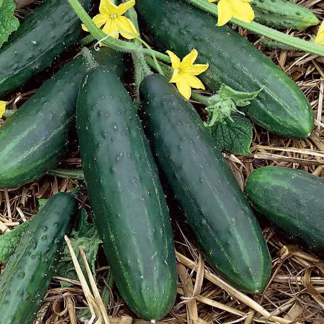 50 Spacemaster 80 Cucumber Seeds Non-GMO Vegetable Seeds | www.seedsplantworld.com