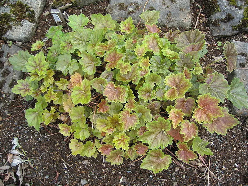 50 Heuchera Americana Coral Bells Dale'S Strain American Alumroot Flower Seeds | www.seedsplantworld.com