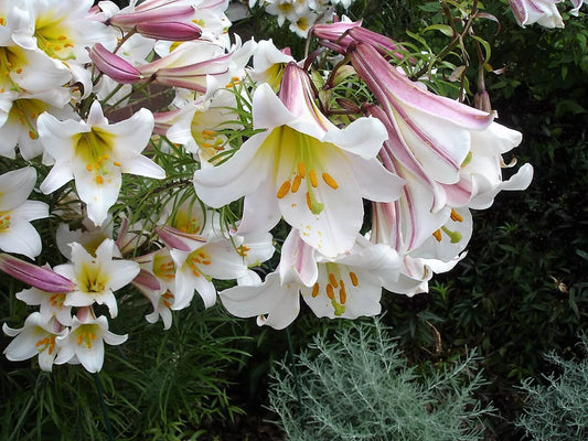 10 Regal Trumpet Lily Royal King'S Lilium Regale White Pink Yellow Flower Seeds | www.seedsplantworld.com