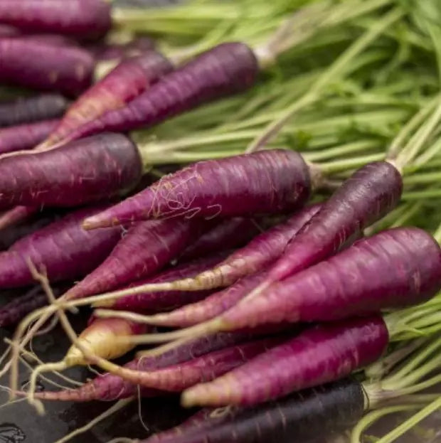200 Carrot Cosmic Purple Unique Vegetable Popular Heirloom Vegetable Seeds For Planting | www.seedsplantworld.com