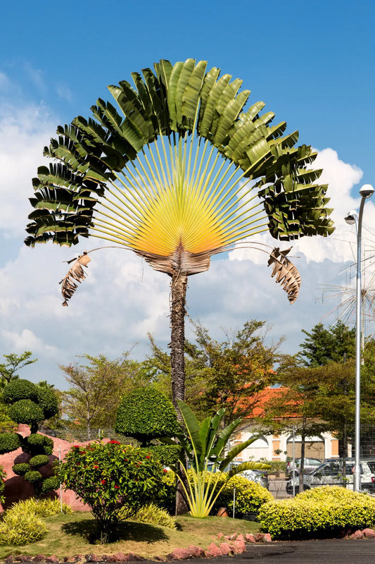 10 Traveller'S Palm Tree Ravenala Madagascariensis Flower Houseplant Seeds | www.seedsplantworld.com