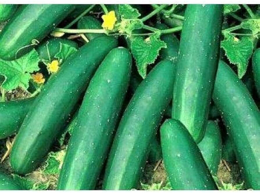 60 Cucumber Straight Eight Vegetable Seeds | www.seedsplantworld.com