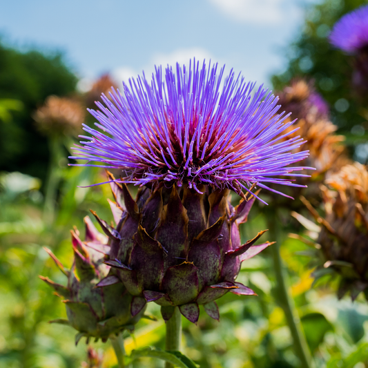 25 Cardoon Cynara Cardunculus Garden NON-GMO Vegetable Seeds | www.seedsplantworld.com