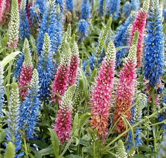 Veronica Longifolia, 160 Seeds