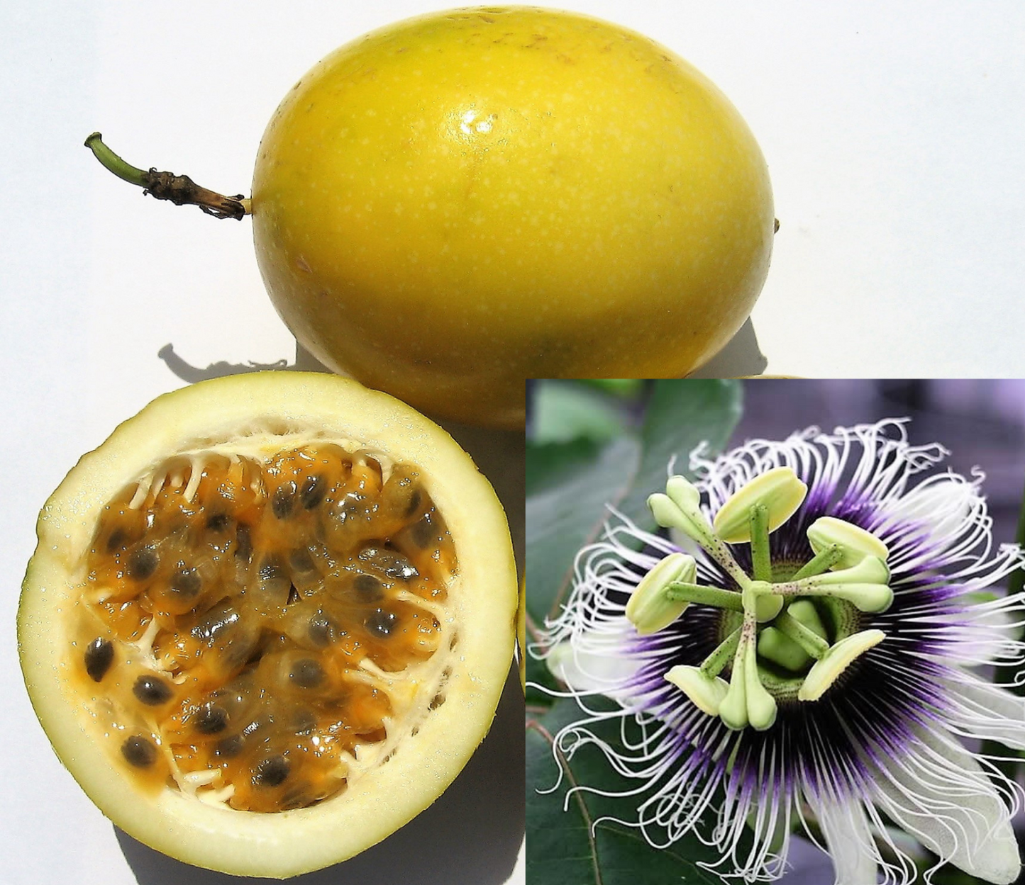 10 Yellow Passion Fruit Vine Passiflora Edulis Flavicarpa Passionfruit Seeds | www.seedsplantworld.com