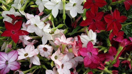 1000 Tobacco Jasmine Night Scented Flwr Fragrant Flower Seeds | www.seedsplantworld.com