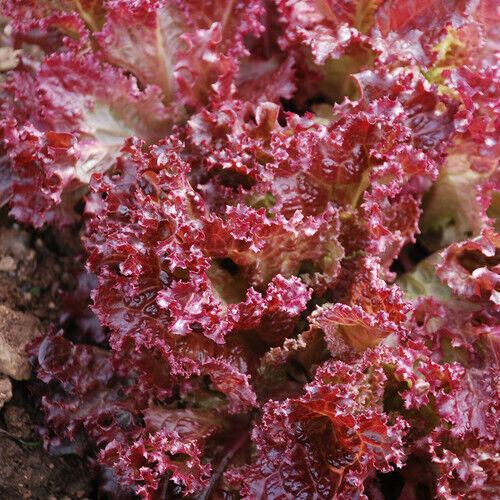 250 Lettuce Lolla Rosa Red Leaf Vegetable Seeds | www.seedsplantworld.com