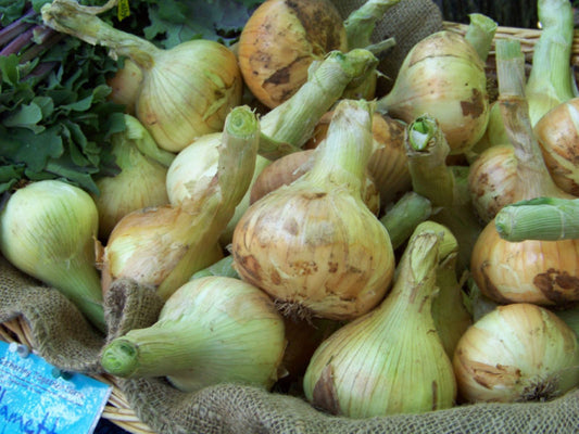 240 Onion Sweet Spanish Yellow Vegetable Seeds | www.seedsplantworld.com