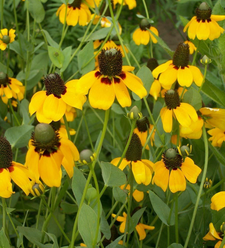 300+ Clasping Coneflower Rudbeckia Flower Seeds | www.seedsplantworld.com