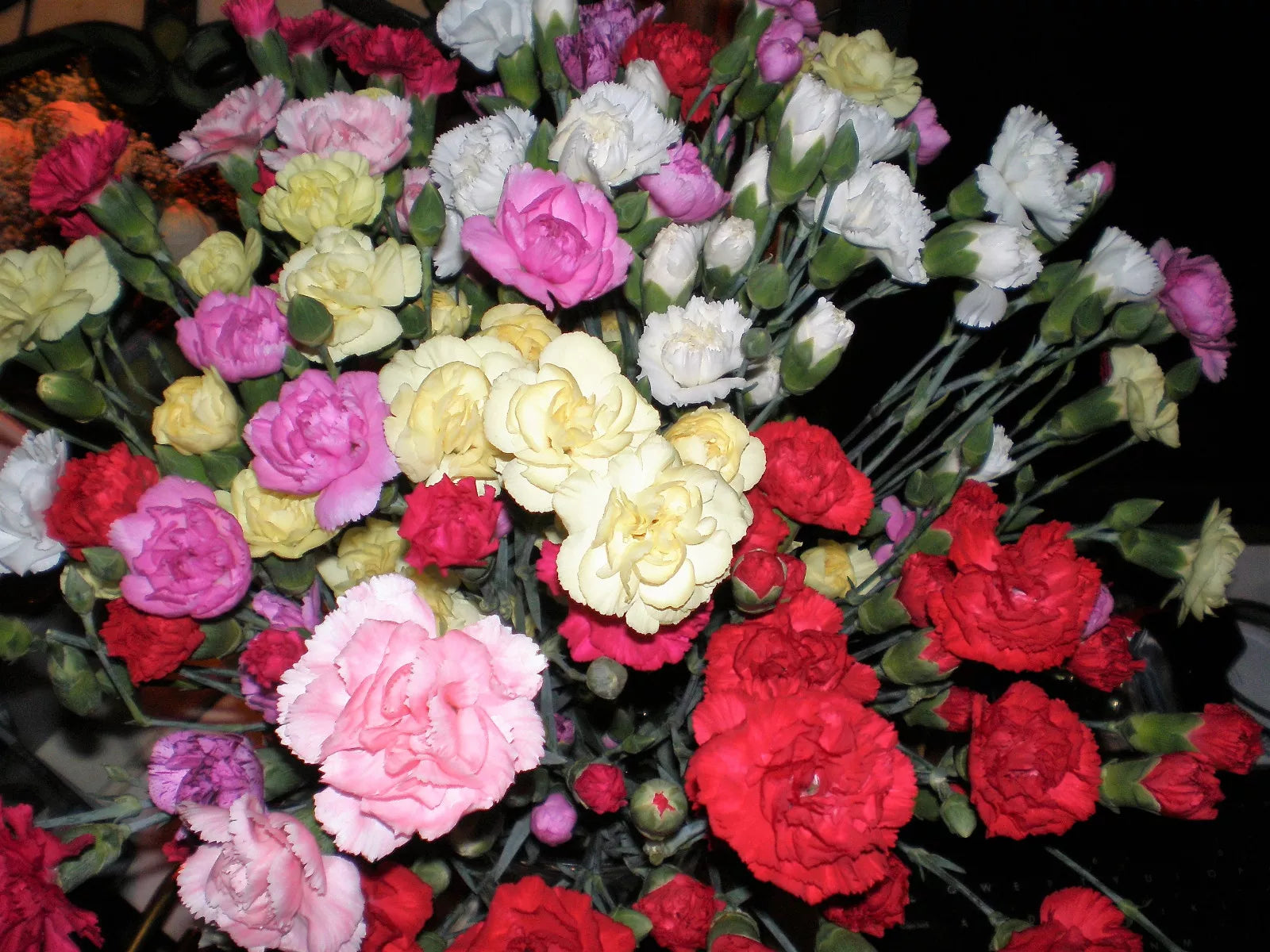 100 Mixed Carnation / Double Dianthus Chinensis Flower Seeds | www.seedsplantworld.com