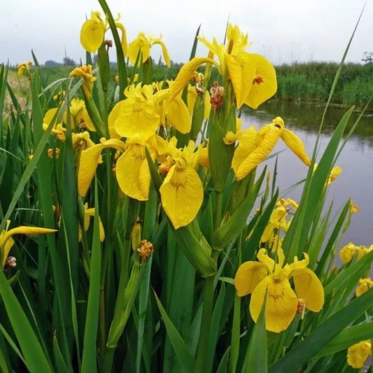 1 Rising Sun Ensata Japanese Iris Rhizomes Flowering Bare Root Perennial Rooted Plant | www.seedsplantworld.com