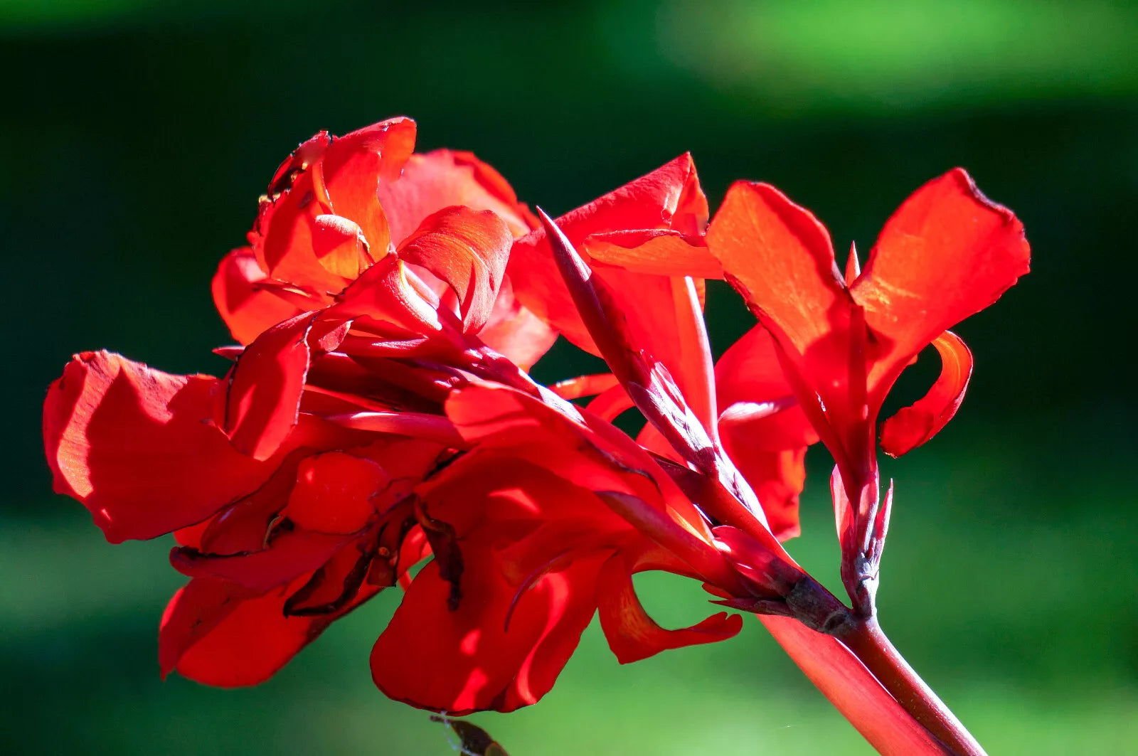 5 Red Canna Lily Indian Shot Canna Indica Flower Seeds | www.seedsplantworld.com