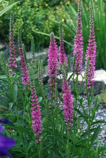 Veronica Longifolia, 160 Seeds | www.seedsplantworld.com