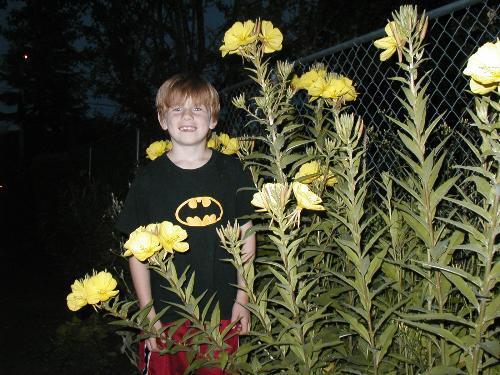 1000 Primrose Evening Flower Seeds | www.seedsplantworld.com