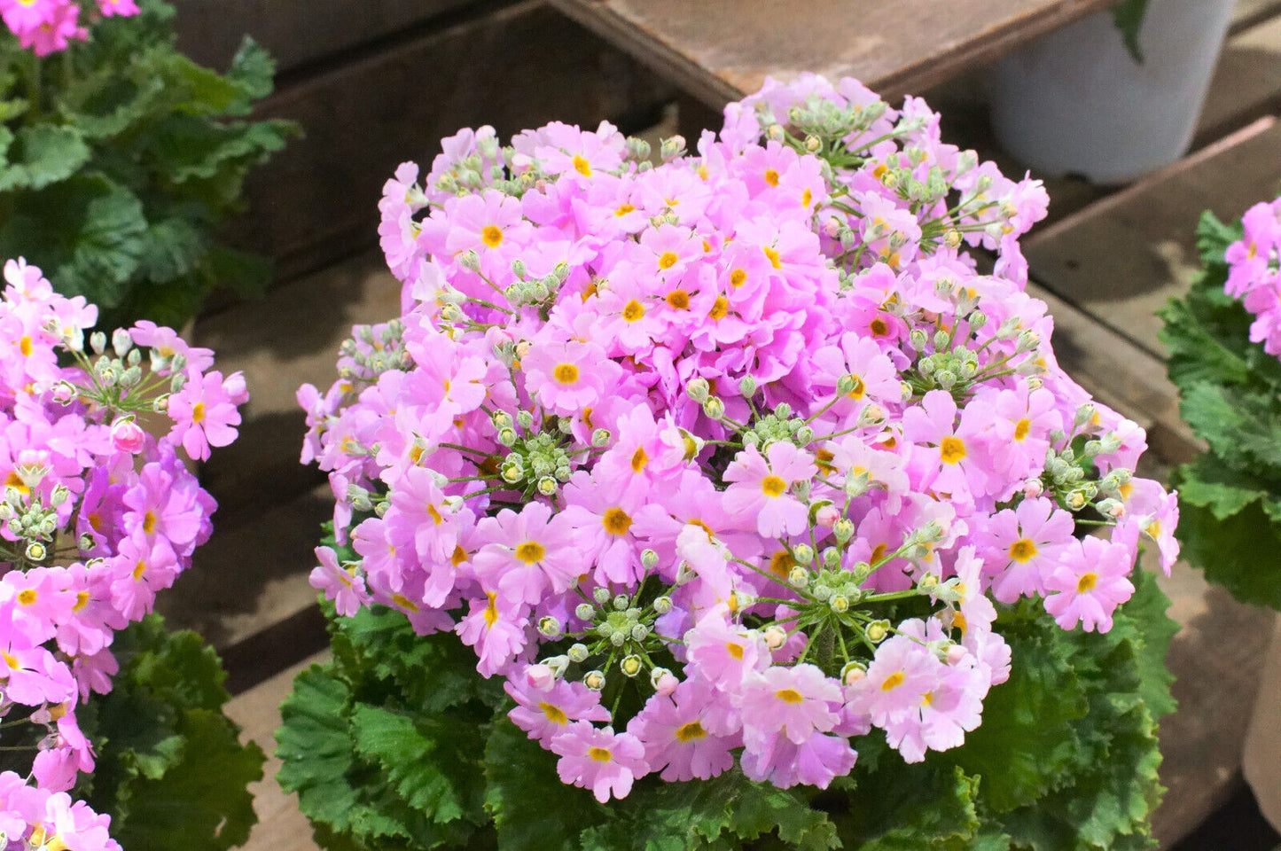 100 Pink Fairy Primrose Primula Malacoides Shade Houseplant Flower Seeds | www.seedsplantworld.com