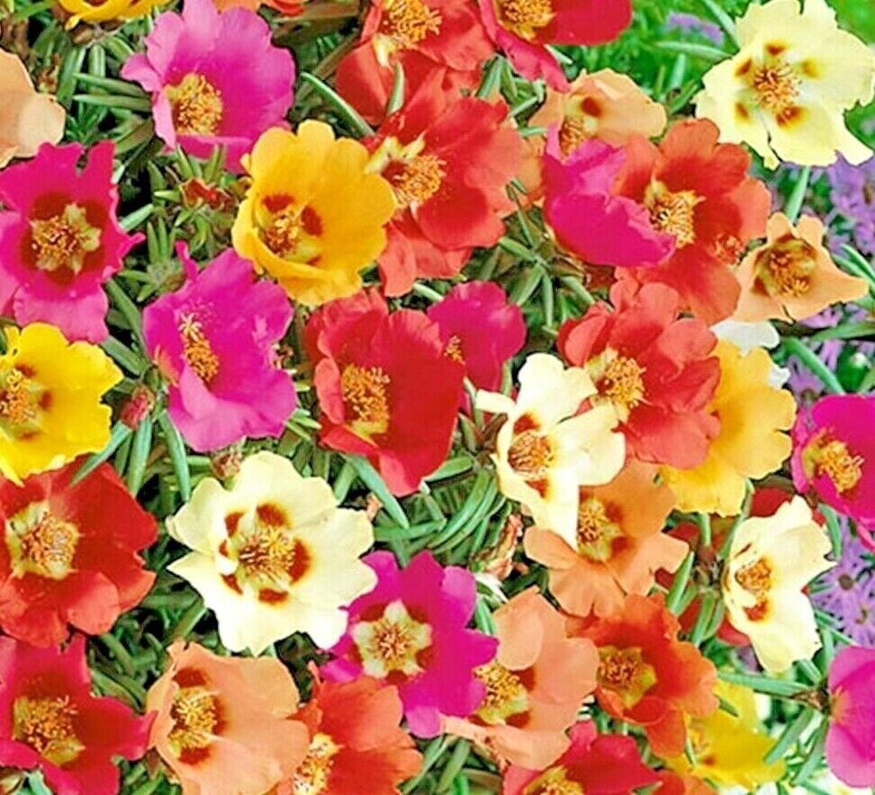 3000 Moss Rose Grandiflora Spring Mix Flower Seeds | www.seedsplantworld.com