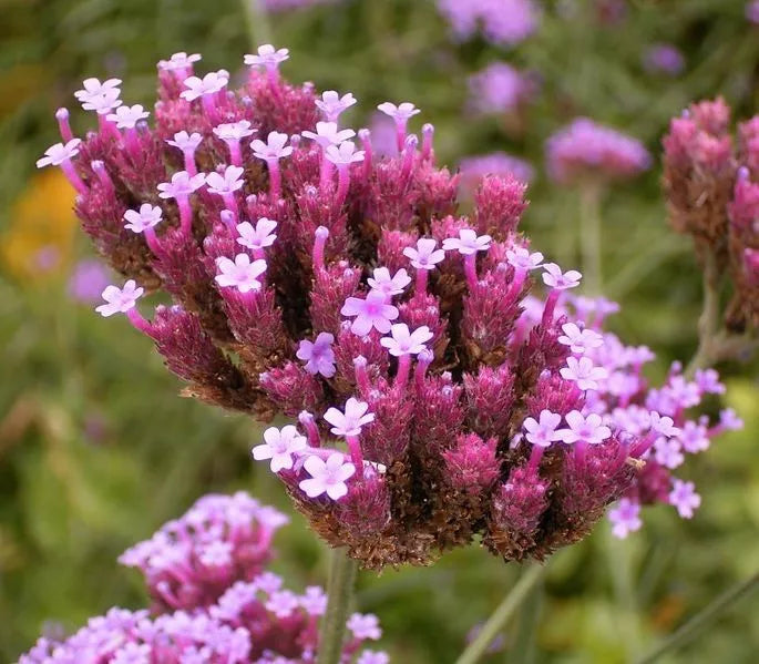 150 Buenos Aires Verbena Brazilian Purple Bonariensis Patagonica Flower Seeds | www.seedsplantworld.com