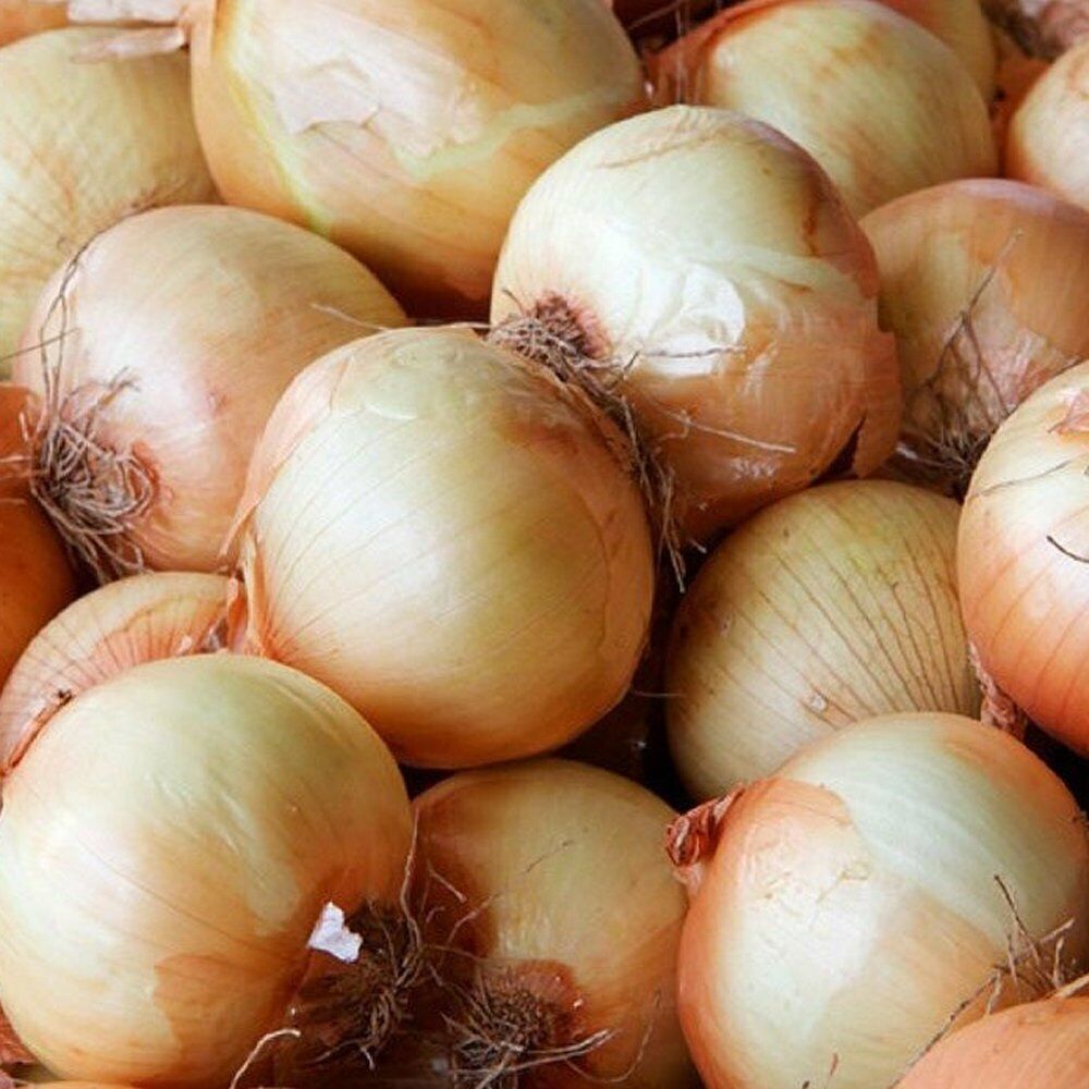 200+ Onion Yellow Spanish Sweet Vegetable Heirloom NON-GMO Vegetable Seeds | www.seedsplantworld.com